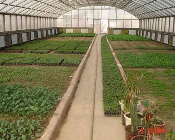 育苗溫室大棚